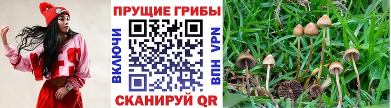 Купить где  Новоуральск  Галлюциногенные грибы мицелий 